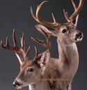 coues deer